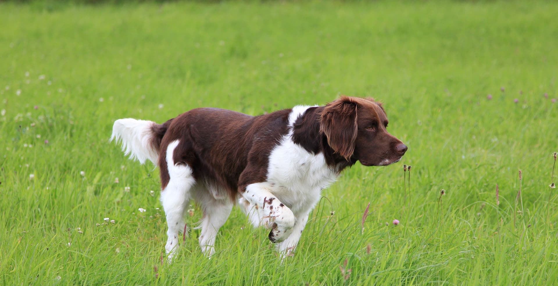 Jagdhund im Feld mit hohem Gras